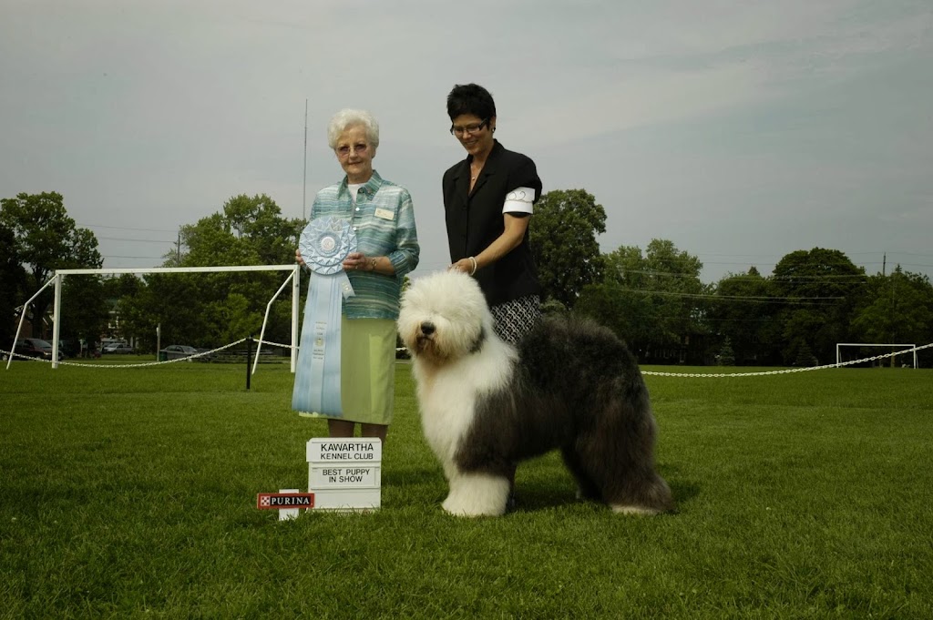 Tasiahills Reg. Old English Sheepdogs | 20 Mill St, Markham, ON L3P 1K9, Canada | Phone: (416) 399-8110