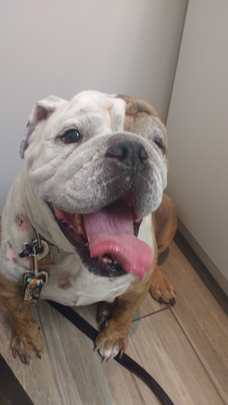 Shellard Lane Animal Hospital | 230 Shellard Ln, Brantford, ON N3T 0B9, Canada | Phone: (519) 720-0222