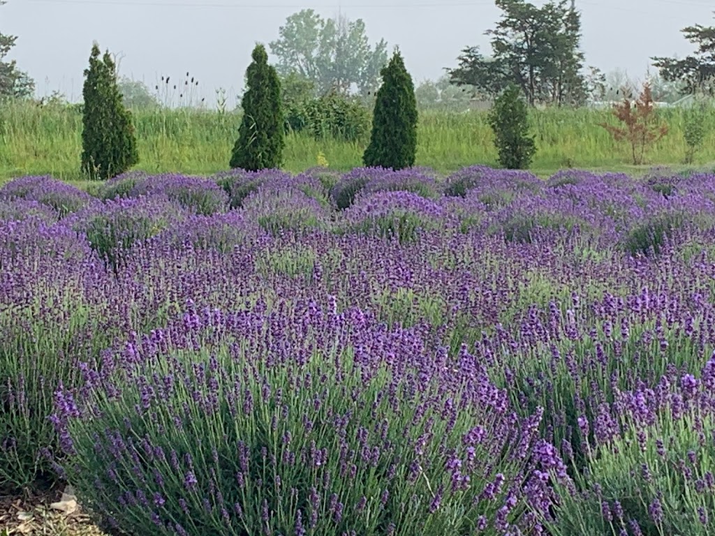 Violet Hill Lavender | 3634 County Rd 8, Picton, ON K0K 2T0, Canada | Phone: (647) 831-3203