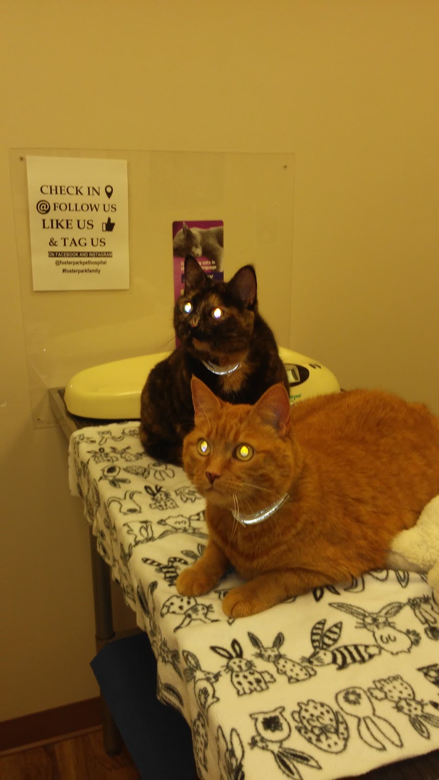 Foster Park Pet Hospital | 213 Dundas St E, Belleville, ON K8N 1E2, Canada | Phone: (613) 969-2273