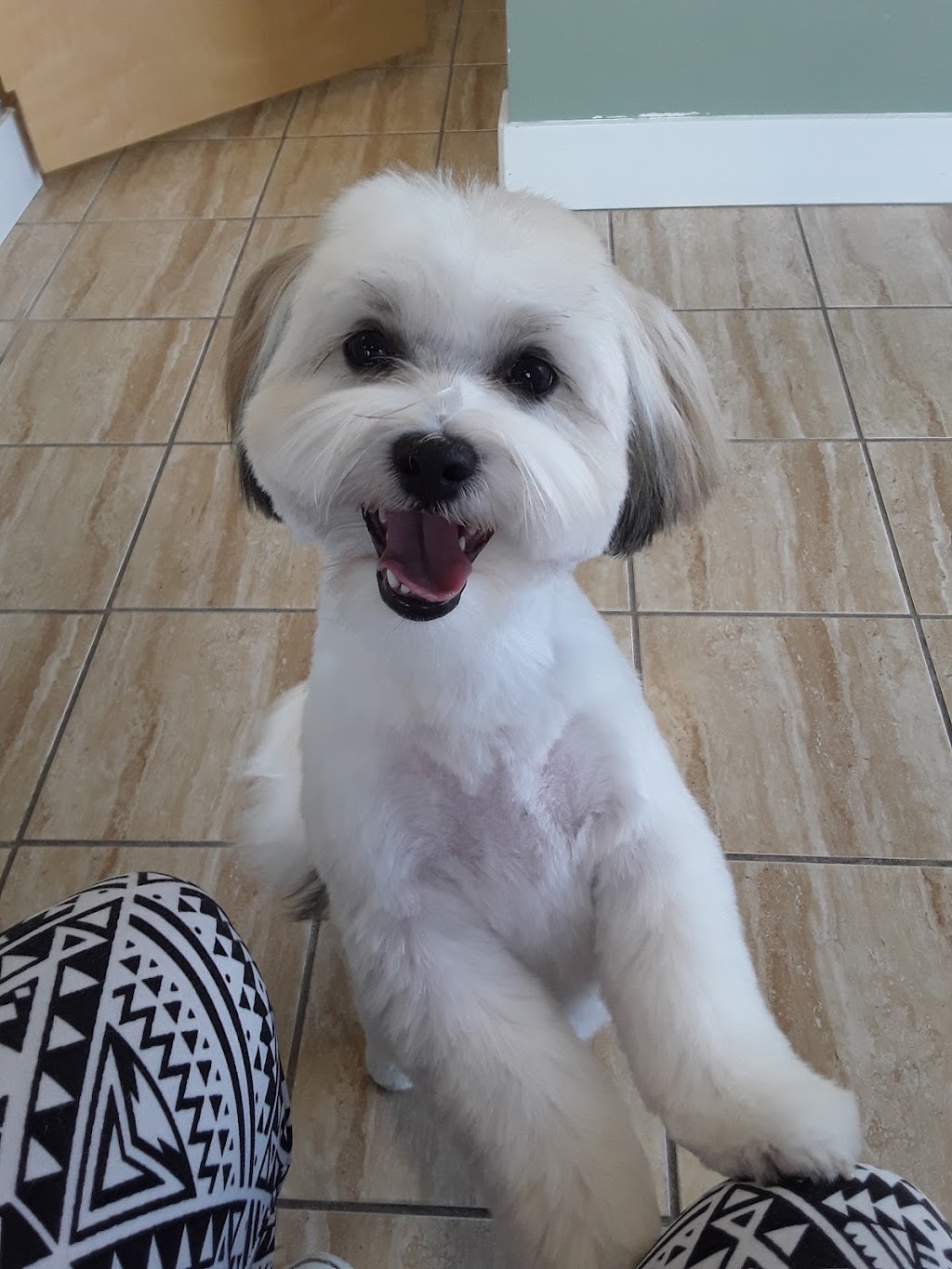 Dog Grooming By Cherie | 1824 Alberni Hwy, Coombs, BC V0R 1M0, Canada | Phone: (250) 702-8707