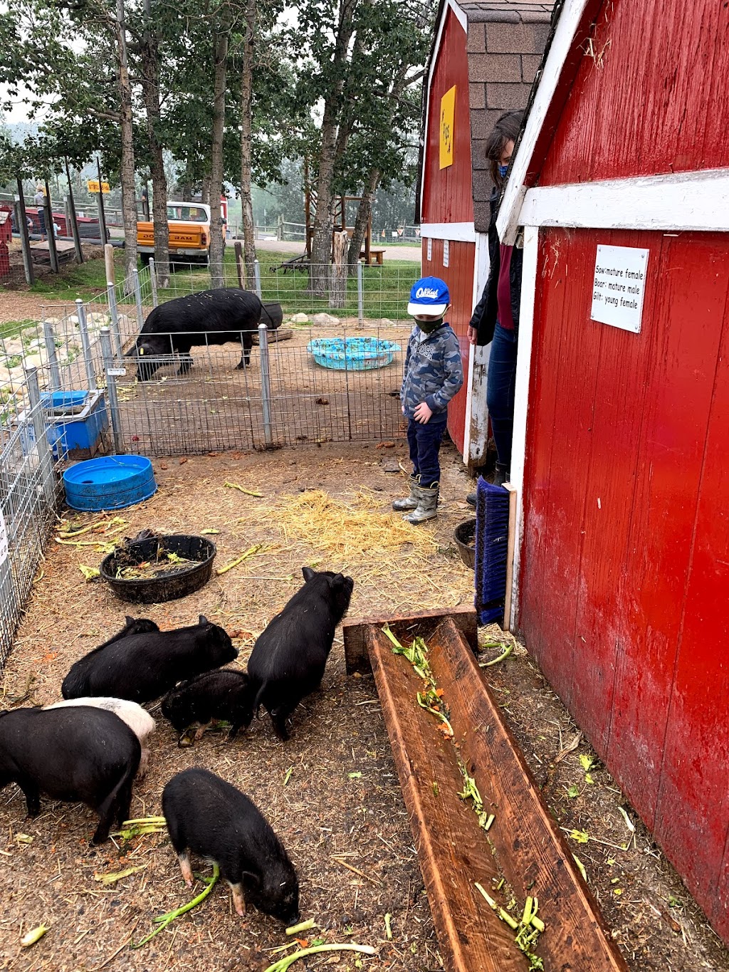 Butterfield Acres Petting Farm | 254077 Rocky Ridge Rd NW, Calgary, AB T3R 1A6, Canada | Phone: (403) 239-0638