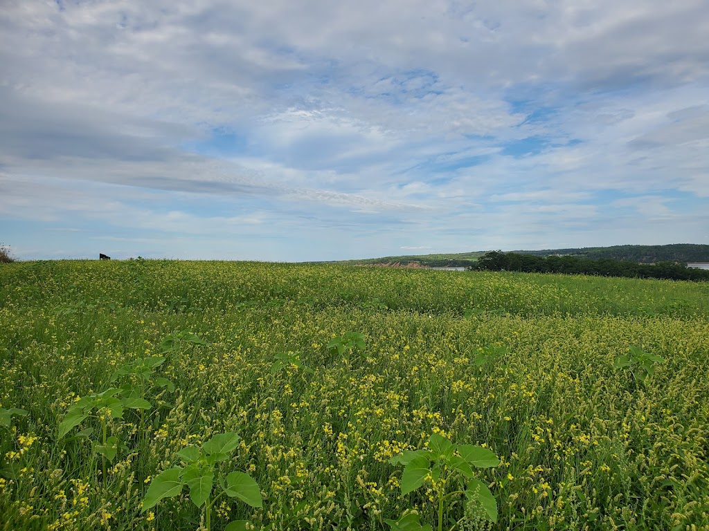 The Sunflower Maze Farm | 1194 Nova Scotia Trunk 1, Falmouth, NS B0P 1L0, Canada | Phone: (902) 790-0542