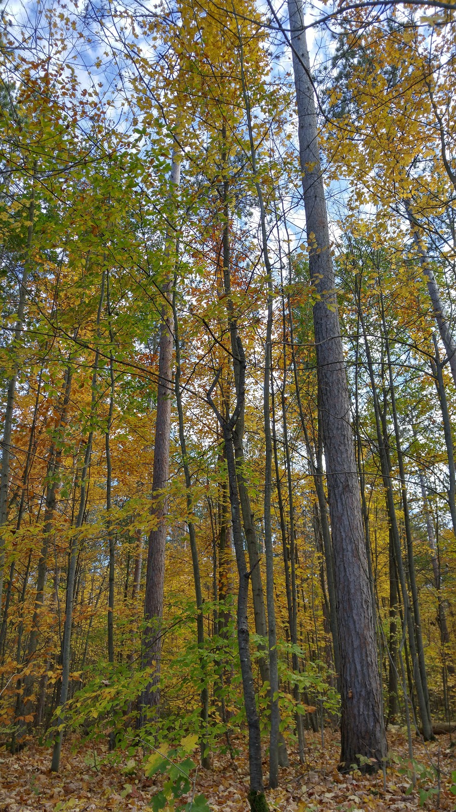 Bill Fisch Forest Stewardship and Education Centre | 16389 ON-48, Whitchurch-Stouffville, ON L4A 7X4, Canada | Phone: (877) 464-9675