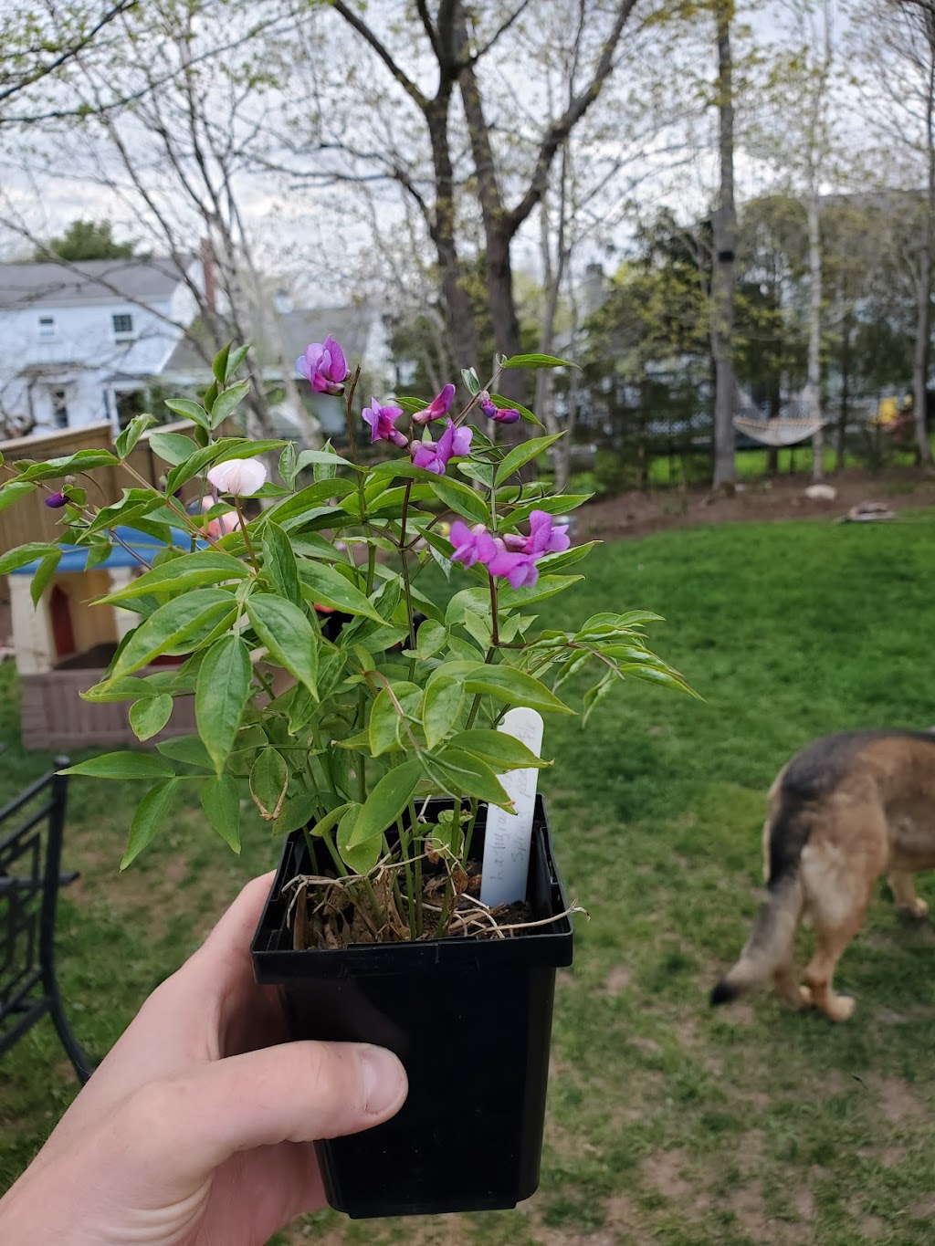 WOODLAND AND MEADOWS PERENNIAL NURSERY AND GARDENS | 827 Black Rock Rd, Clifton, NS B6L 1C3, Canada | Phone: (902) 895-8727