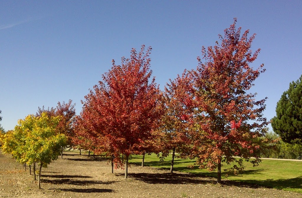 Hall Tree Spading a Division of Beech Nursery Group | 16725 Jane Street, King, ON L7B 0G8, Canada | Phone: (800) 463-1996