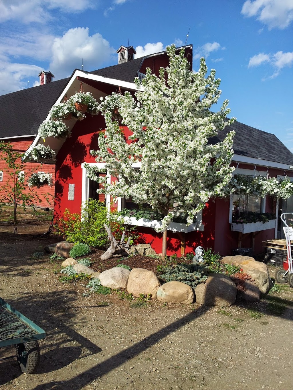 Aspen Grove Nurseries | 52405 Range Rd 272, Spruce Grove, AB T7X 3M8, Canada | Phone: (780) 962-3148