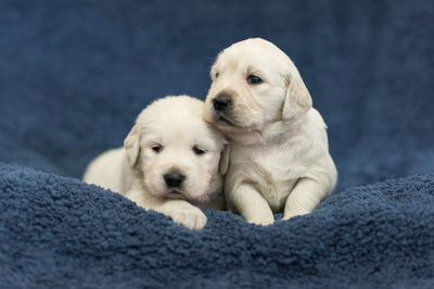 Perfect Retriever Puppies | 4200 Perivale Rd, Mississauga, ON L5C 3Y5, Canada | Phone: (810) 442-5470