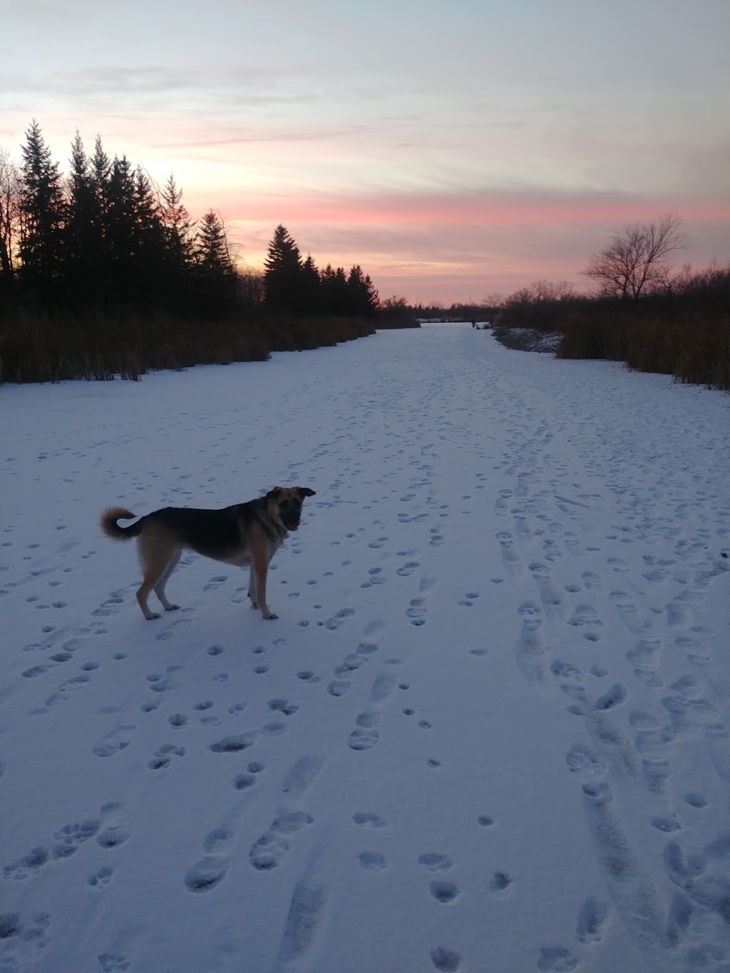 Kilcona Off-leash Dog Park | Springfield Rd, Winnipeg, MB R2G 4C1, Canada | Phone: 204-3111