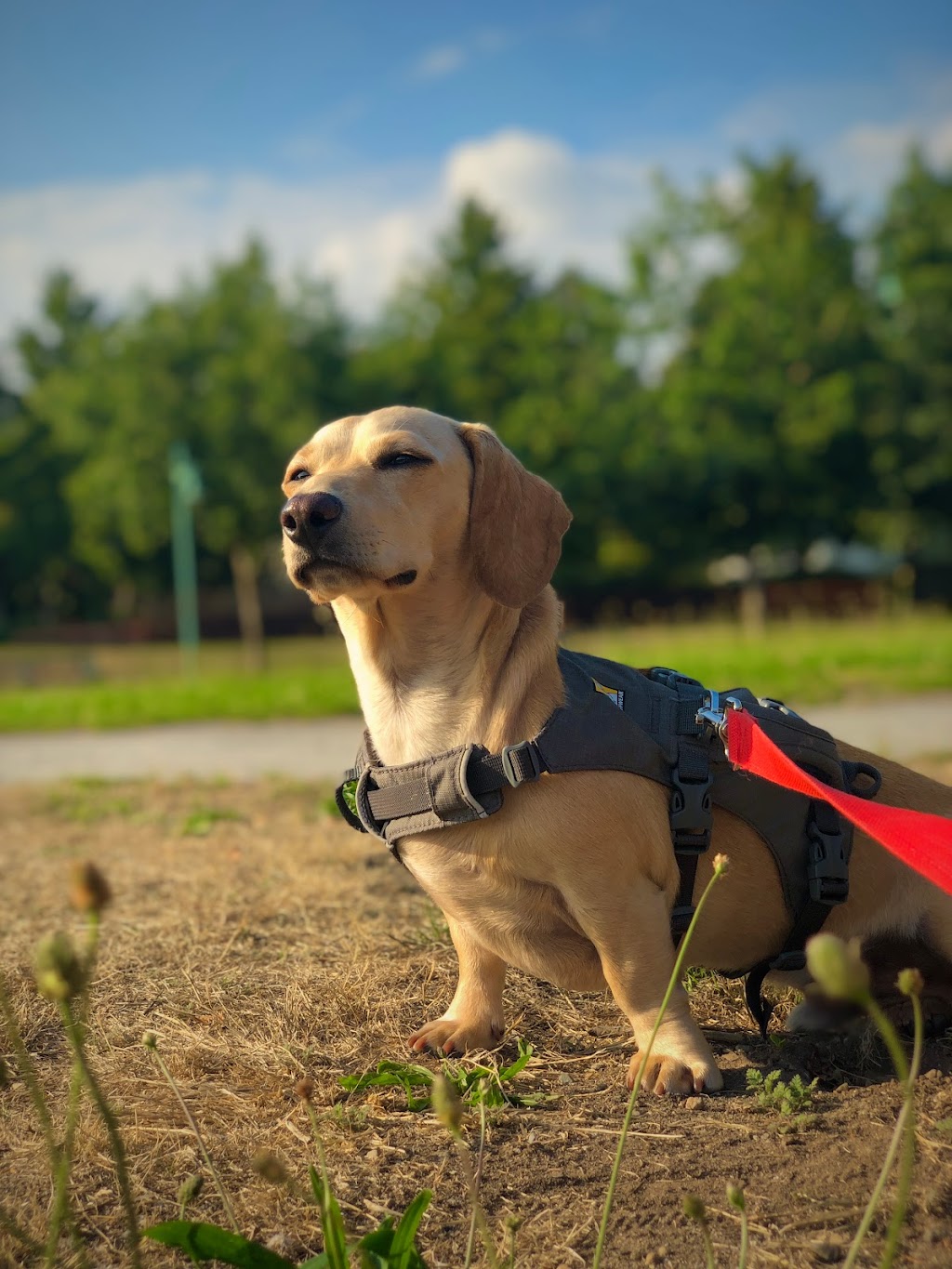 Happy Stays In-Home Dog Boarding | 2515 East Kent Ave N, Vancouver, BC V5S 2H7, Canada | Phone: (604) 506-7476