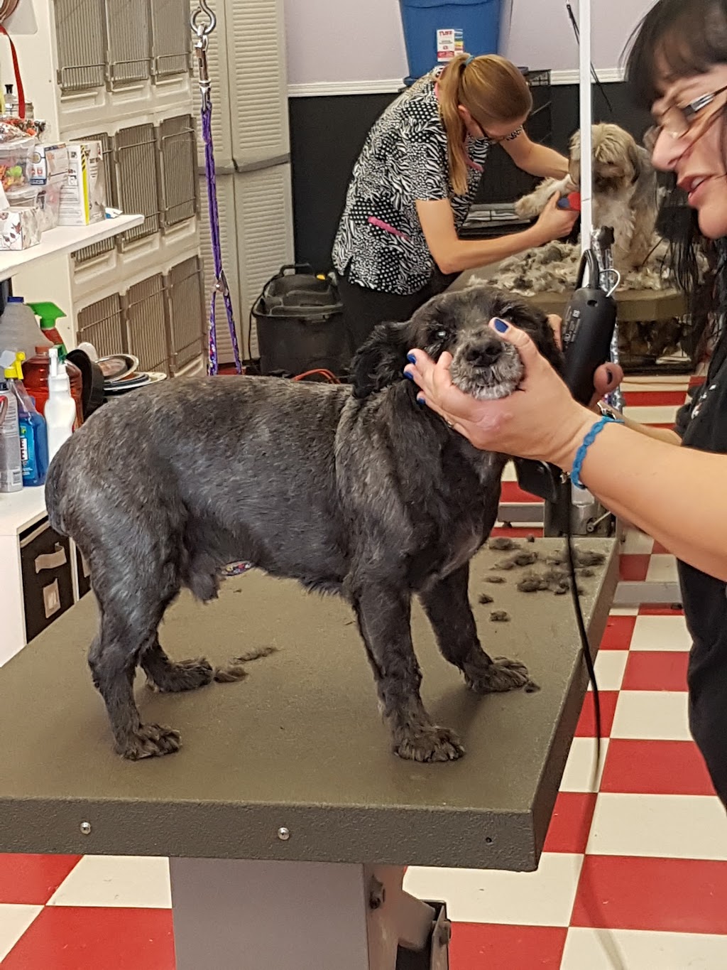 Urban Tails Pet Grooming Inc. | 5308 Hwy 7, Woodbridge, ON L4L 1T3, Canada | Phone: (905) 851-8949