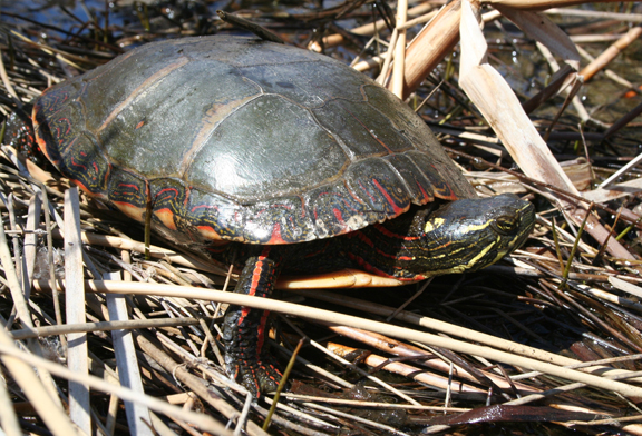 Cawthra Mulock Nature Reserve | Bathurst St, King, ON L3Y 4V9, Canada | Phone: (800) 440-2366