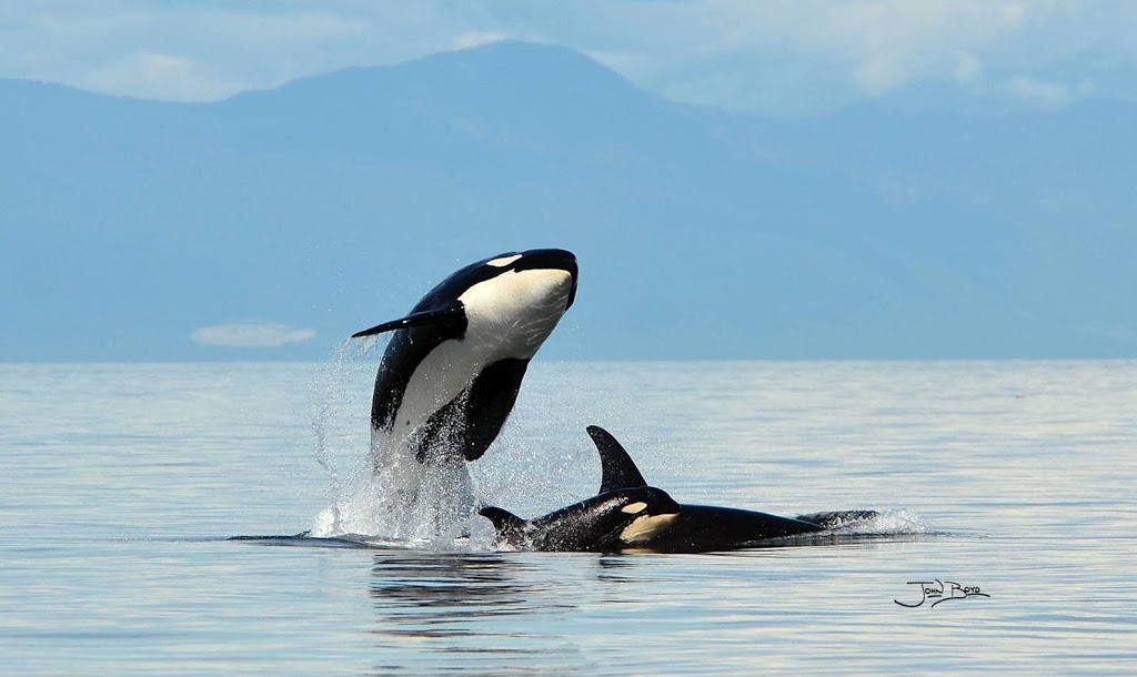 Western Prince Whale Watching | 1 Spring St Suite A, Friday Harbor, WA 98250, USA | Phone: (360) 378-5315