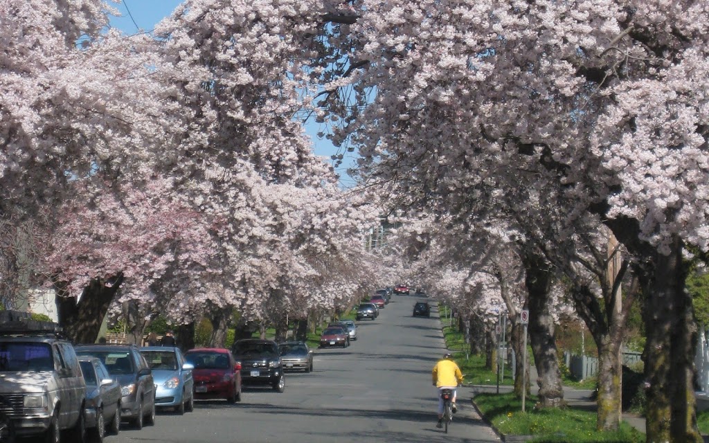 The Pedaler Cycling Tours | 321 Belleville St, Victoria, BC V8V 1W3, Canada | Phone: (778) 265-7433