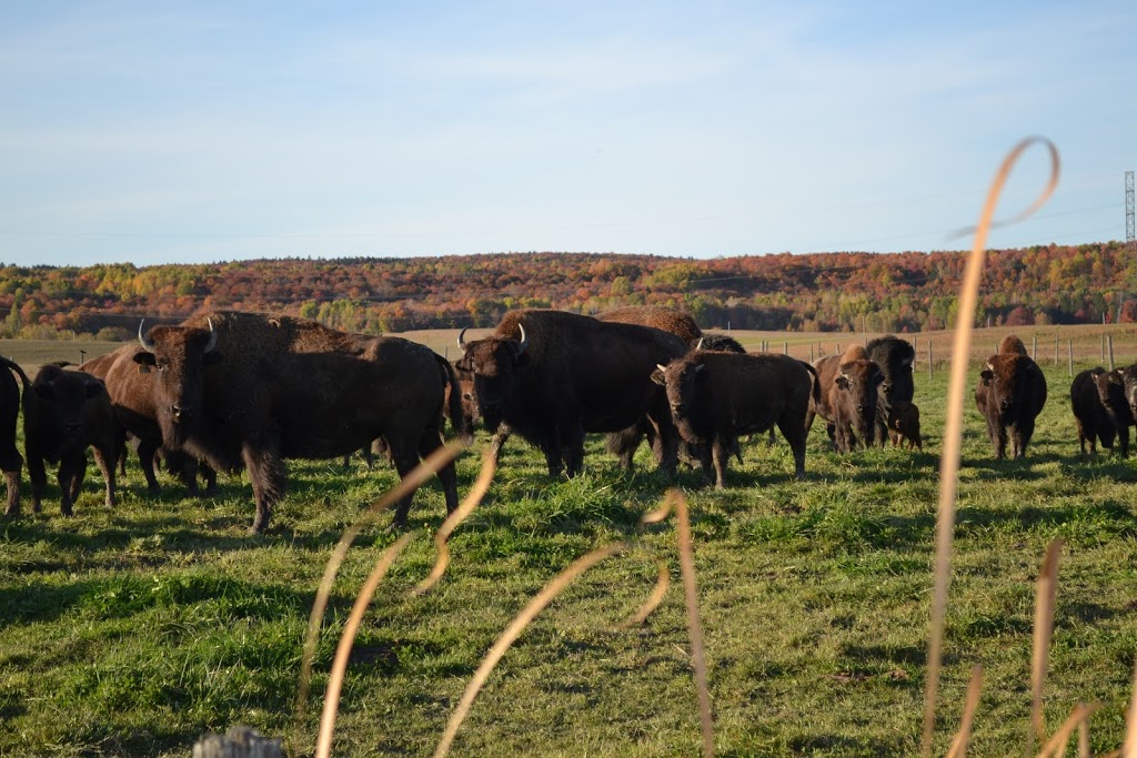 La Bisonnière | 490 rang Sainte-Élisabeth, Saint-Prosper, QC G0X 3A0, Canada | Phone: (418) 328-3669