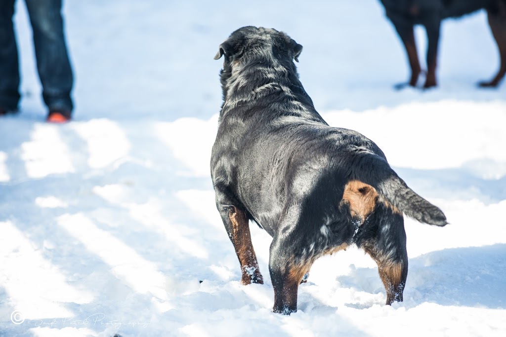 Élevage Rottweilers Der Festung Inc | 330 Route du Canton, Brownsburg, QC J8G 1R2, Canada | Phone: (450) 562-1970