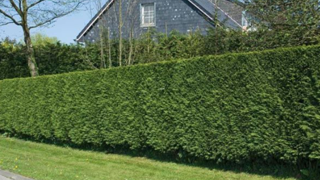 Great West Hedge trimming,tree care | 6322 171a St, Surrey, BC V3S 7G4, Canada | Phone: (604) 644-1510