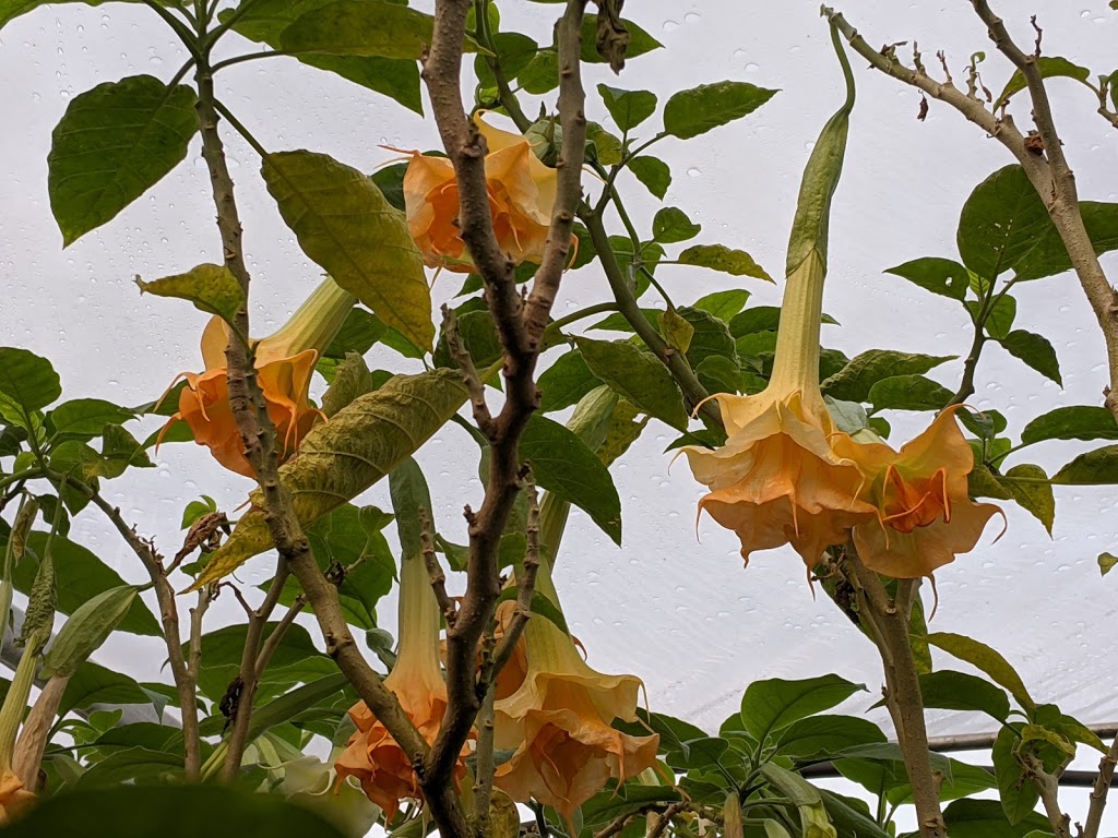 Serre Brugmansia-Québec (Ouvert sur rendez-vous seulement) | 1147 Terrasse Bellevue, Saint-Valérien-de-Milton, QC J0H 2B0, Canada | Phone: (450) 521-1997