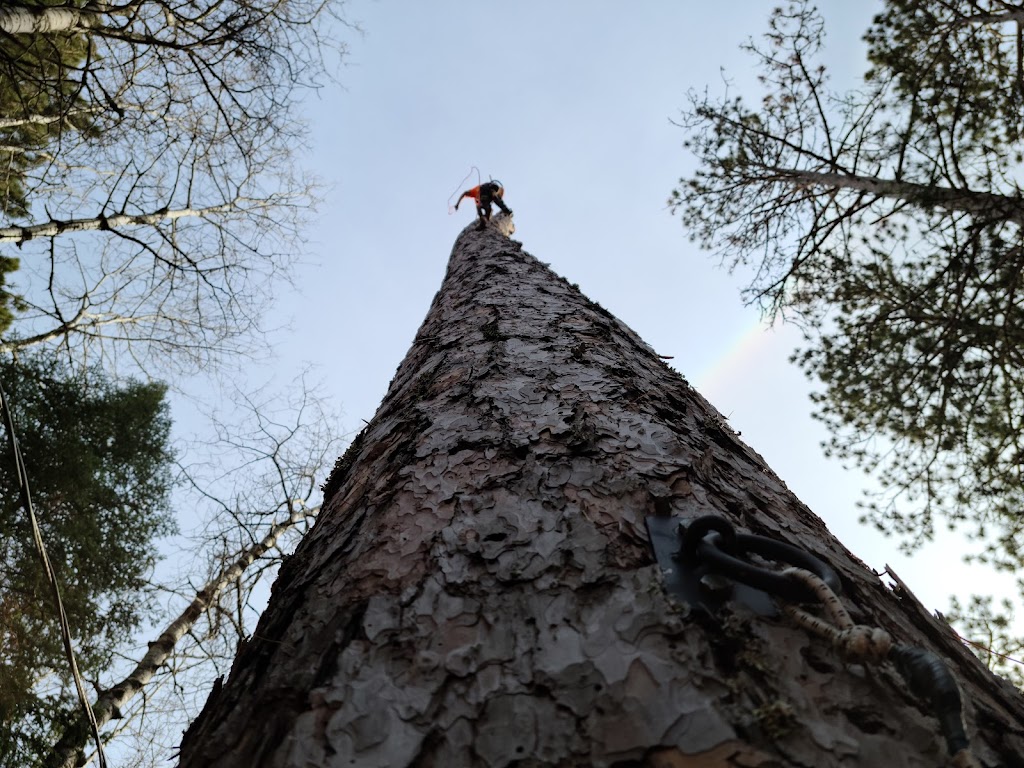 Rough Country Tree Service | 1 Winnora Ave, Rennie, MB R0E 1R0, Canada | Phone: (204) 369-5591