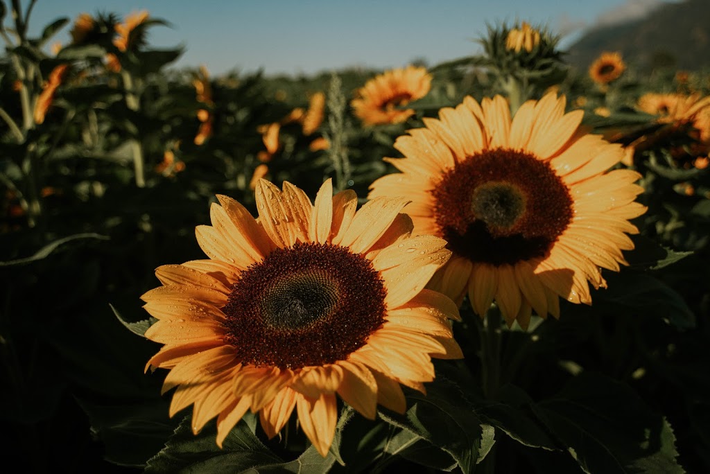 Chilliwack Sunflower Festival | 41310 Yale Rd, Chilliwack, BC V2R 4J3, Canada | Phone: (604) 703-6122