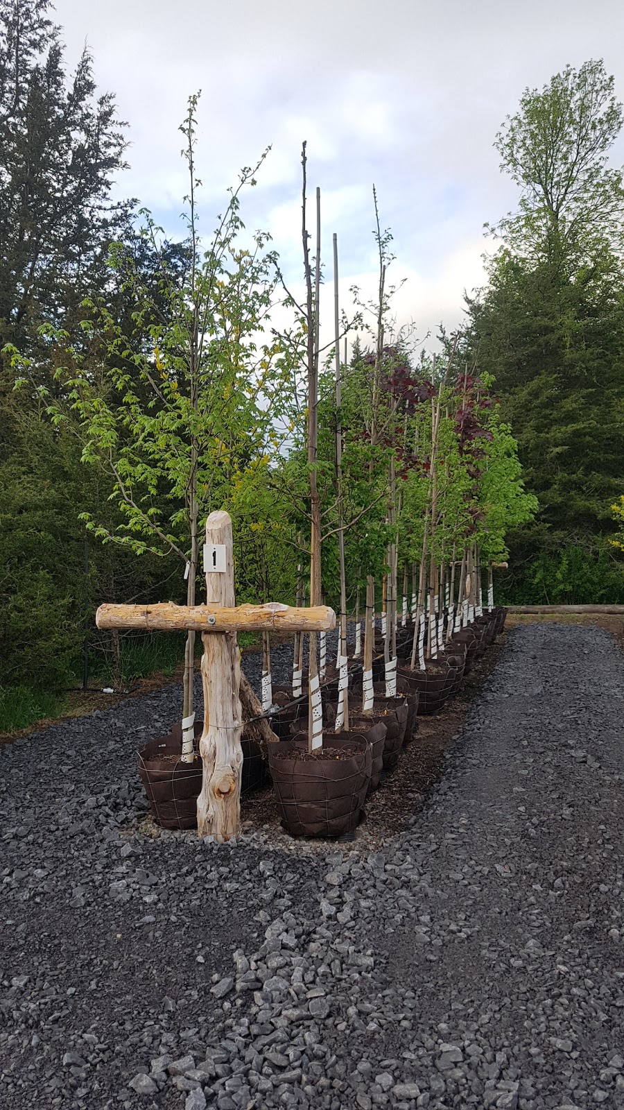 Weese Tree Preservation and Weese Nurseries | 541A S Shore Rd, Napanee, ON K7R 3K7, Canada | Phone: (613) 352-5988