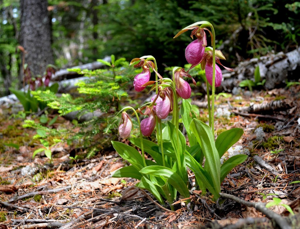 Deer Lake Mountain Hiking Trails | ON-585, Nipigon, ON P0T, Canada | Phone: (807) 887-4021