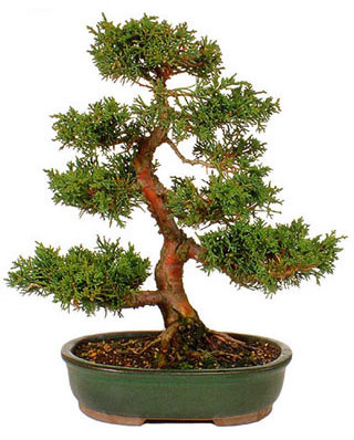 Shikoku Bonsai Canada | By appointment only :, 2530 Miles Rd, Roberts Creek, BC V0N 2W4, Canada | Phone: (604) 741-7888