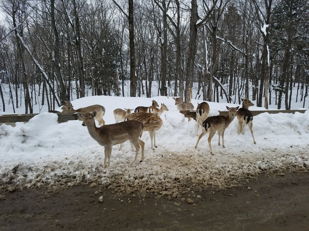 Parc Omega | 399 QC-323, Montebello, QC J0V 1L0, Canada | Phone: (819) 423-5487