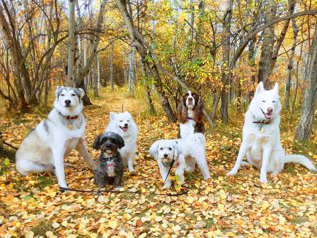 Hayleys Pets Play dog walker | 533 Schubert Pl NW, Calgary, AB T3L 1X3, Canada | Phone: (403) 467-0150