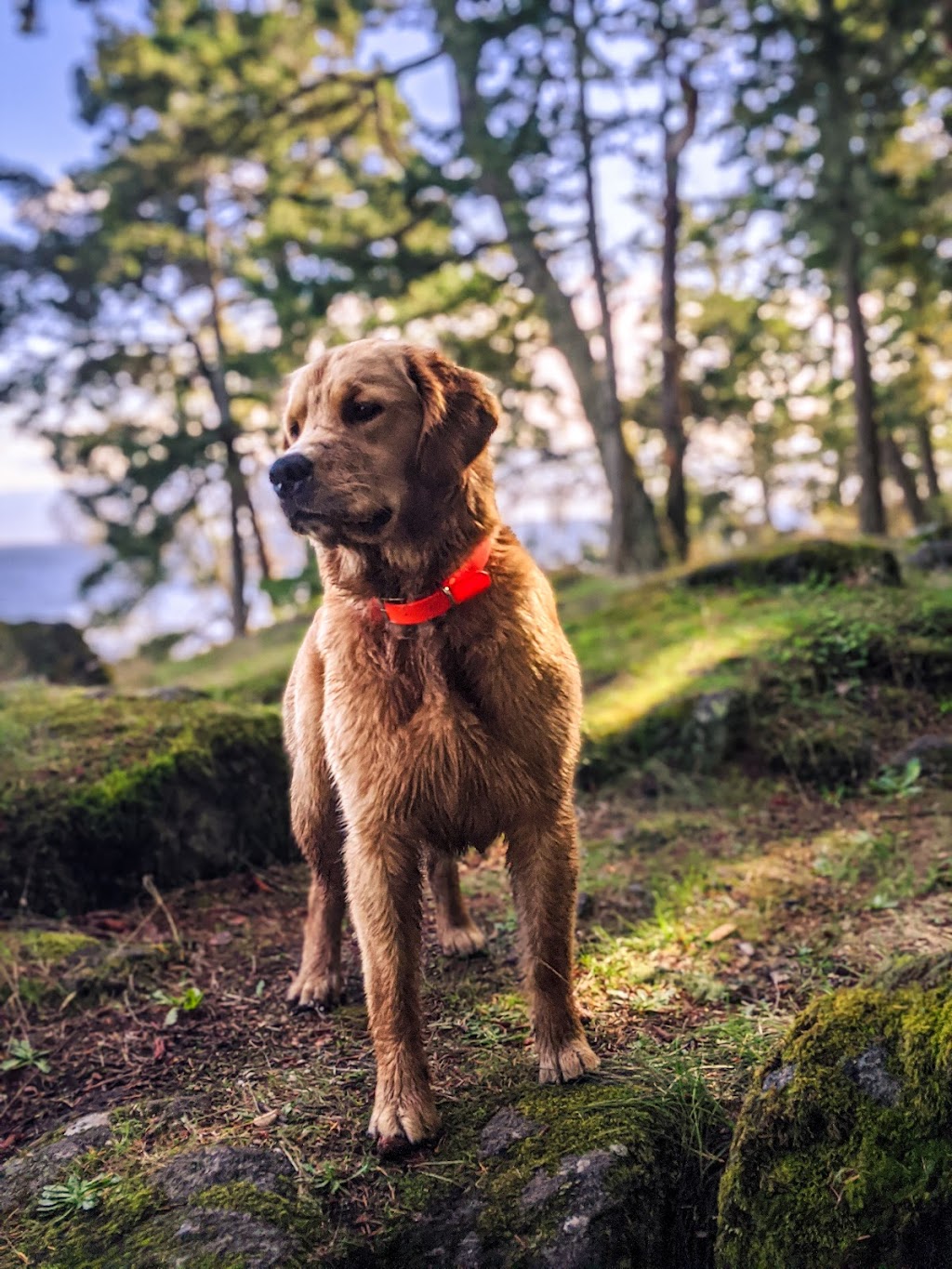 Mission Pawsable Dog Hiking | 1070 River Rd, Victoria, BC V9B 6K2, Canada | Phone: (250) 710-9856
