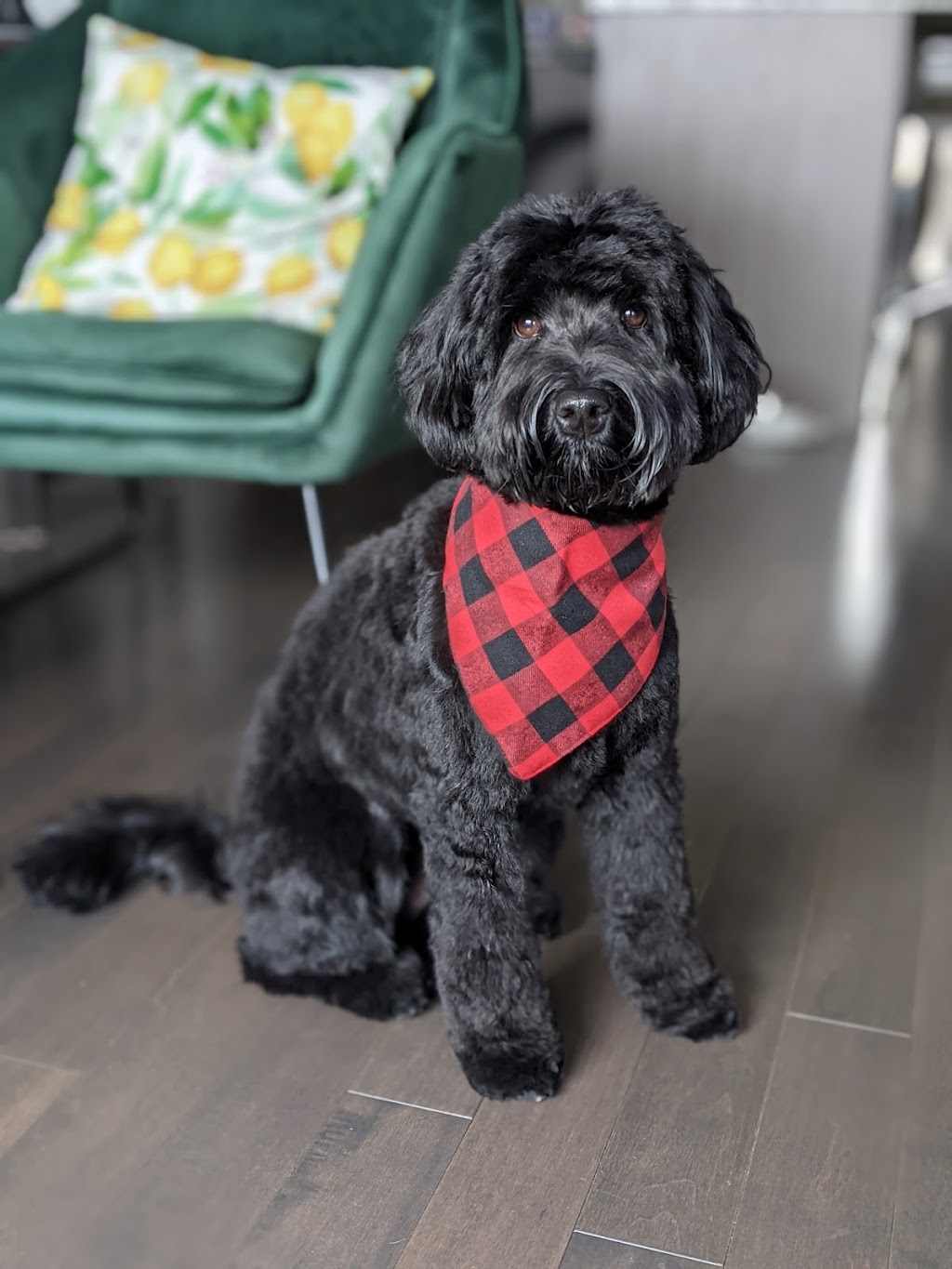 Hannahs Dog Grooming | 13412 103 St NW, Edmonton, AB T5E 4M6, Canada | Phone: (780) 237-5461