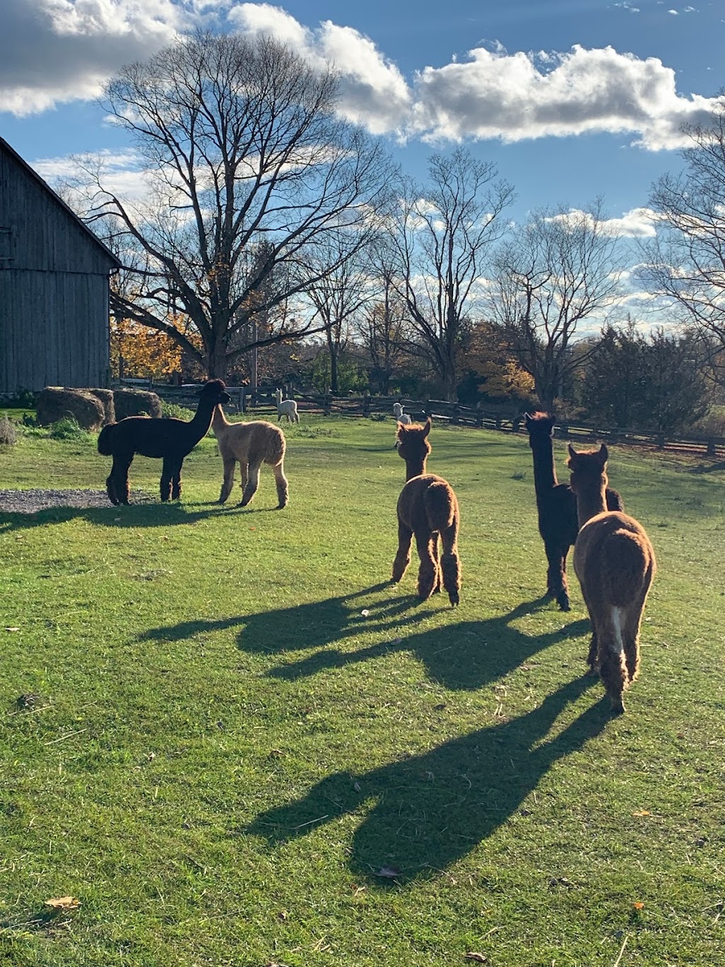 Wanderlight Alpaca Experience | 874 Lynchs Rock Rd, Lakefield, ON K0L 2H0, Canada | Phone: (705) 652-0987