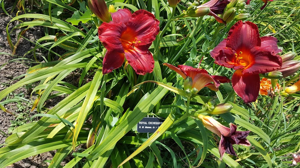 Nottawasaga Daylillies | Concession Rd 3, Creemore, ON L0M 1G0, Canada | Phone: (705) 466-2916