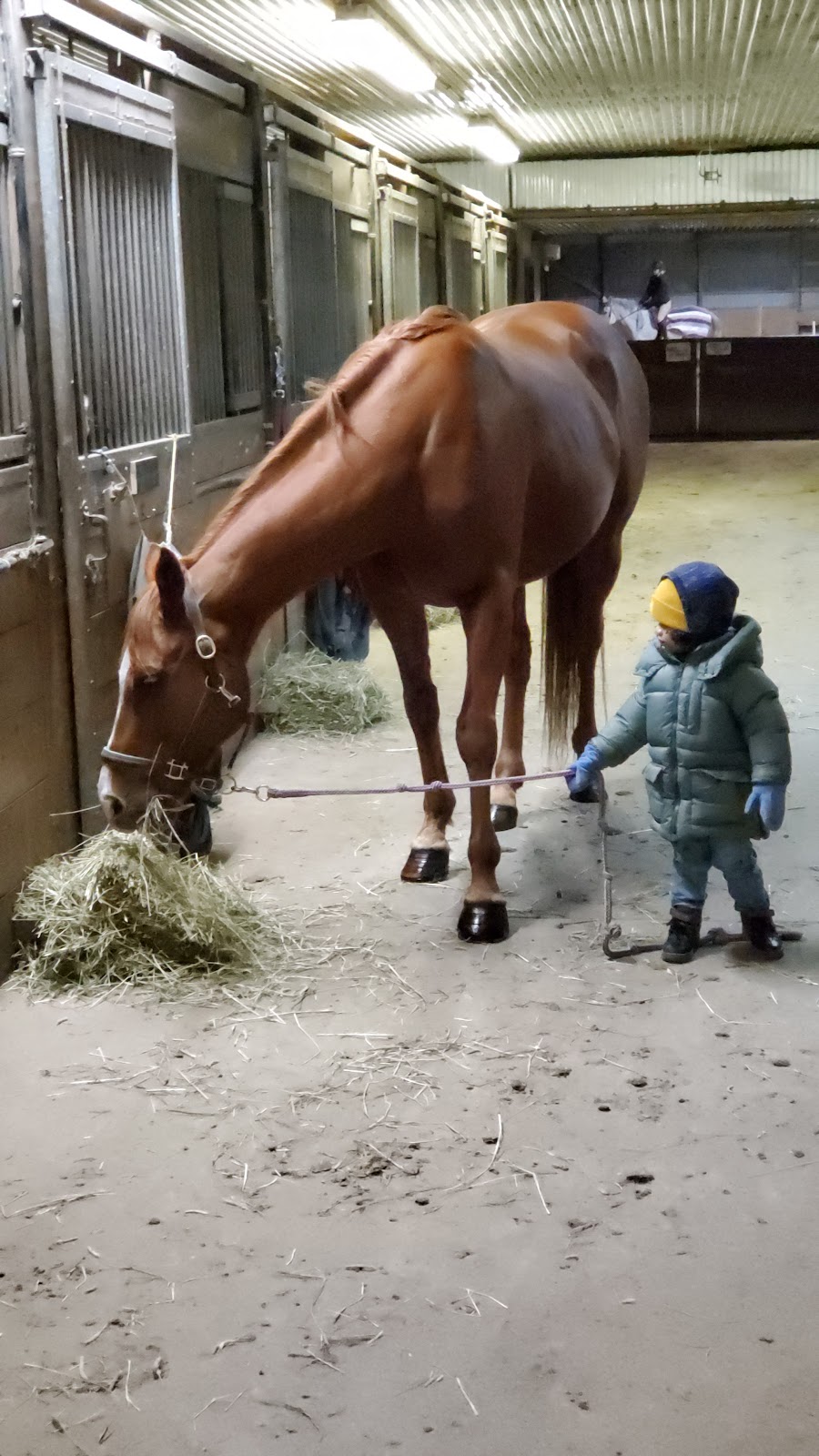 Equine Engagement | Reid Rd, Uxbridge, ON L9P 1R4, Canada | Phone: (647) 855-1116