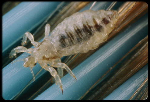 Agent lice Removal | 27 Hilliard Ave, Nepean, ON K2E 6B9, Canada | Phone: (613) 761-2772