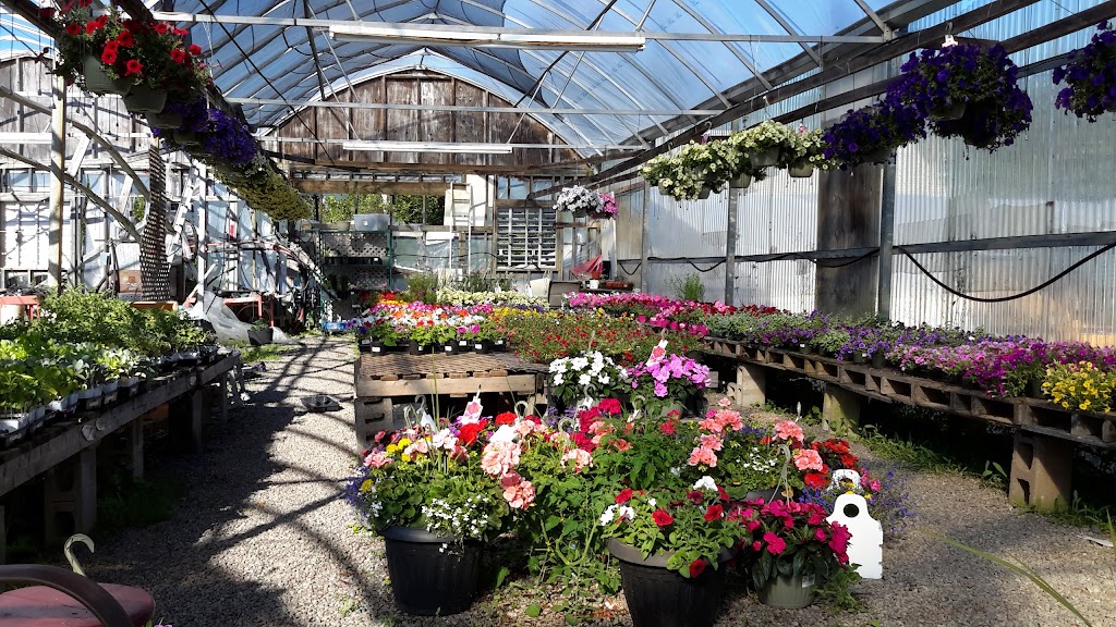 Grays Greenhouse | Addington Forks Rd, Antigonish, NS B2G 2K8, Canada | Phone: (902) 968-1772