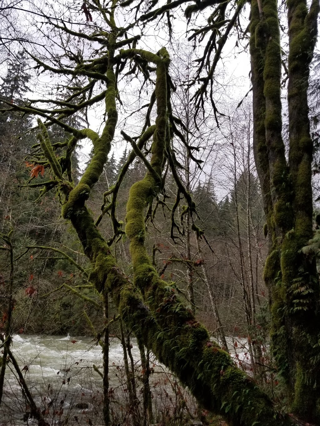 Seymour Valley Trail | Seymour Valley Trailway, North Vancouver, BC V7K 3B2, Canada