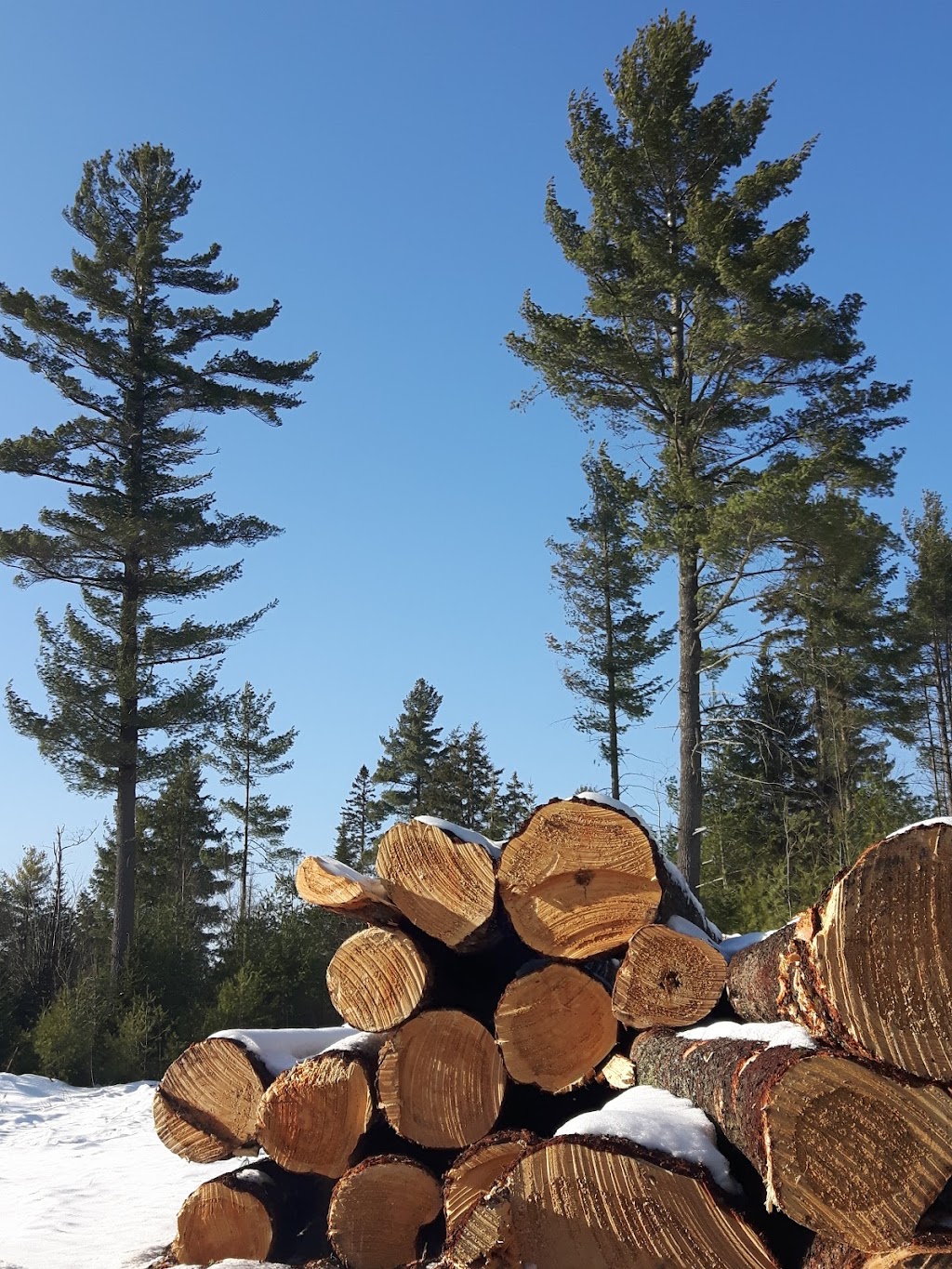 York River Forestry Services | 74 York River Dr, Bancroft, ON K0L 1C0, Canada | Phone: (613) 334-9893