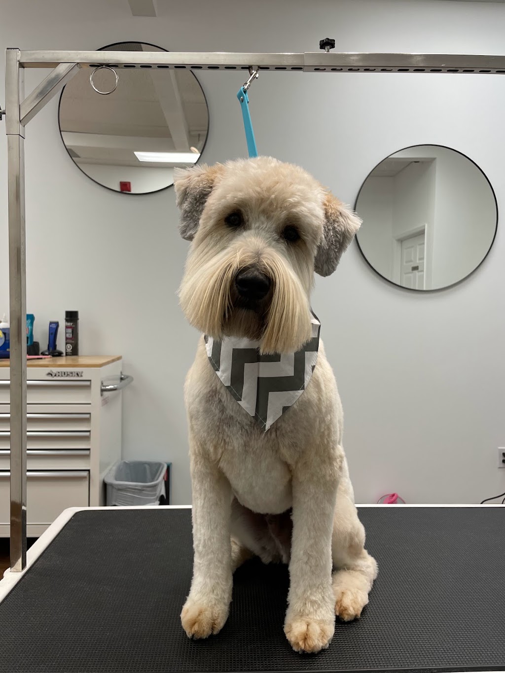 Bark N Bath Grooming | 728 Anderson St, Whitby, ON L1N 3V6, Canada | Phone: (905) 665-5550