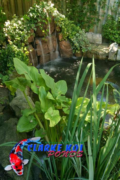 Clarke Koi Ponds inc | 763 Warden Ave, Scarborough, ON M1L 4B7, Canada | Phone: (416) 757-6328