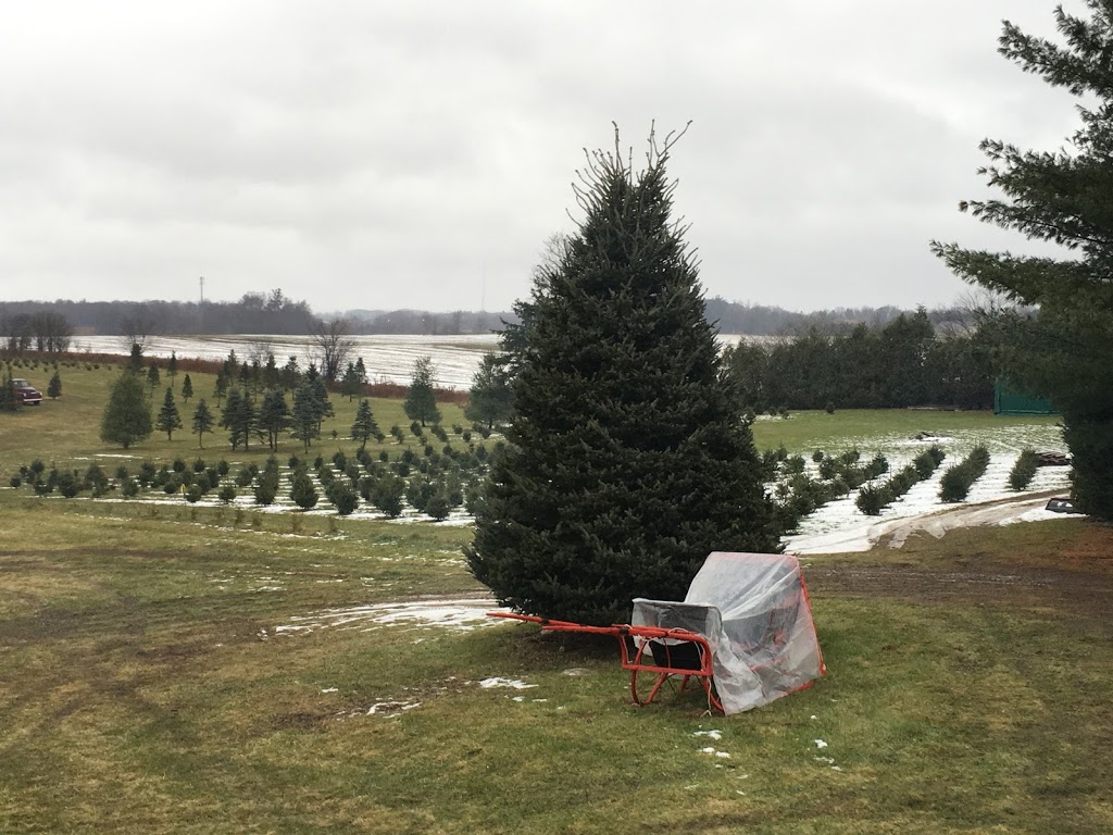 Andrews Tree Farm | 1865 Wilson St W, Jerseyville, ON L0R 1R0, Canada | Phone: (905) 648-0208