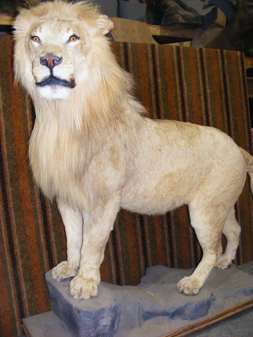 Steve Kulash Taxidermy LTD | River Pl 7261 -205, Mission, BC V4S 0A2, Canada | Phone: (604) 889-7144