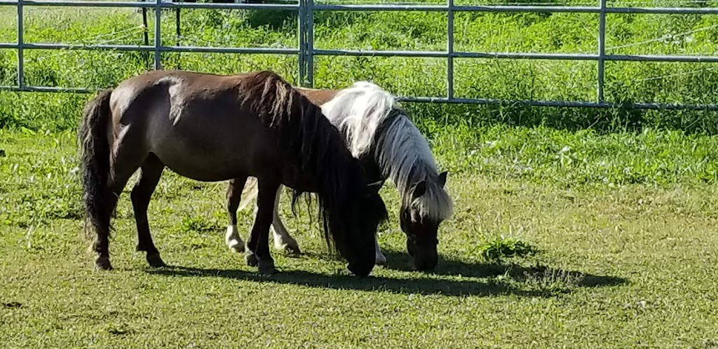 Cedarbrook Farm | 812 Concession 8 W, Dundas, ON L9H 5E4, Canada | Phone: (905) 659-1566