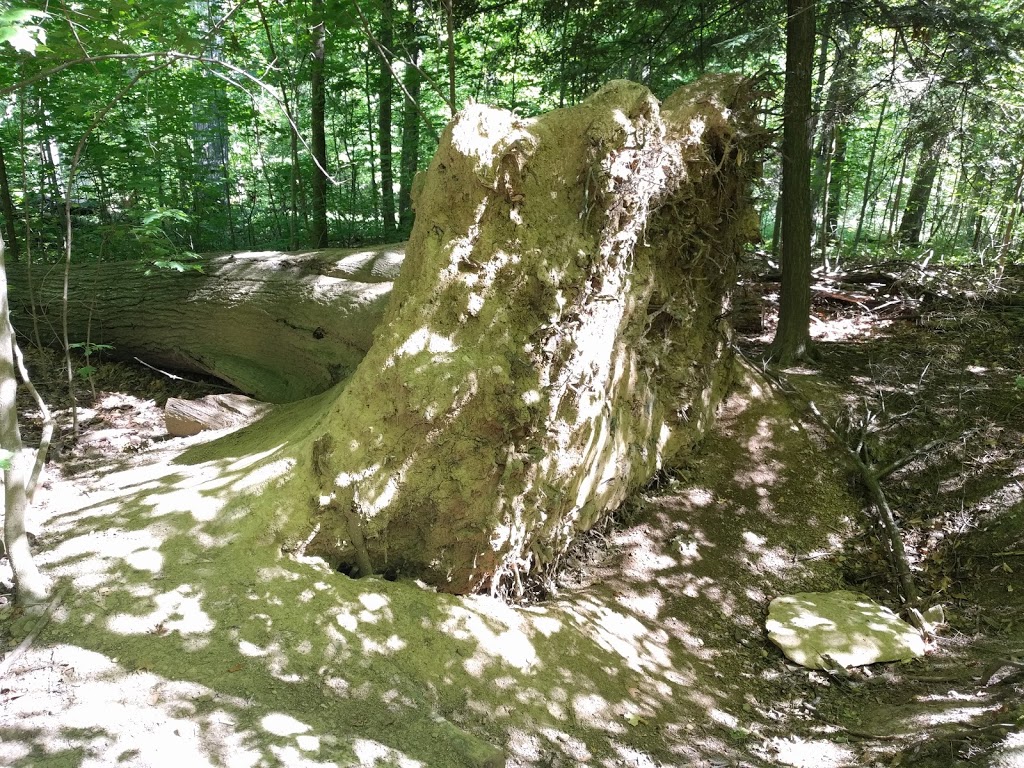 Beamer Memorial Conservation Area - View Down Escarpment | 158 Quarry Rd, Grimsby, ON L3M 4E7, Canada