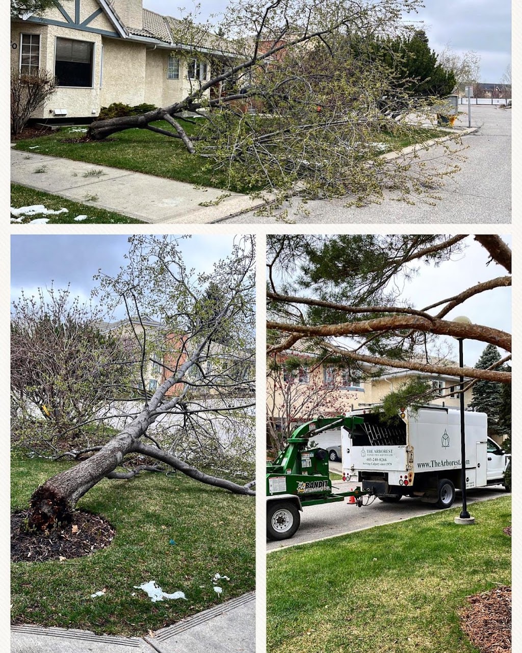 The Arborest Expert Tree Service Ltd. | 244034 Range Rd 32, Calgary, AB T3Z 2E3, Canada | Phone: (403) 240-0266