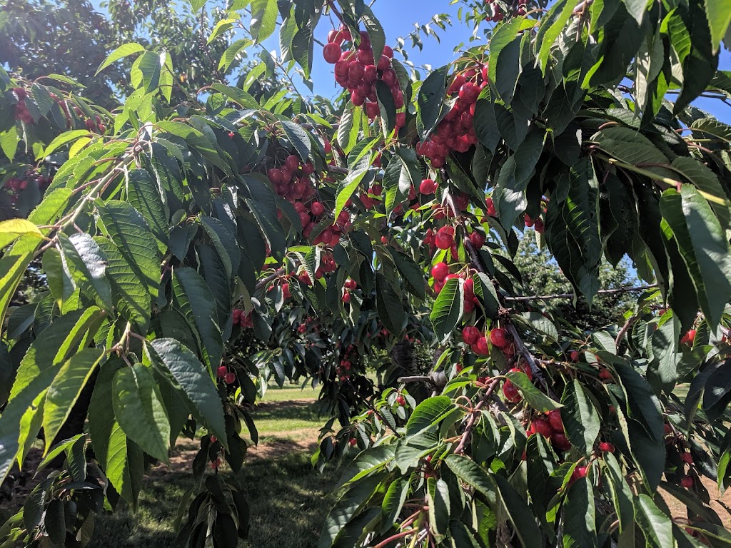 Rock Glen Orchards | 8892 Rock Glen Rd, Arkona, ON N0M 1B0, Canada | Phone: (519) 828-3074