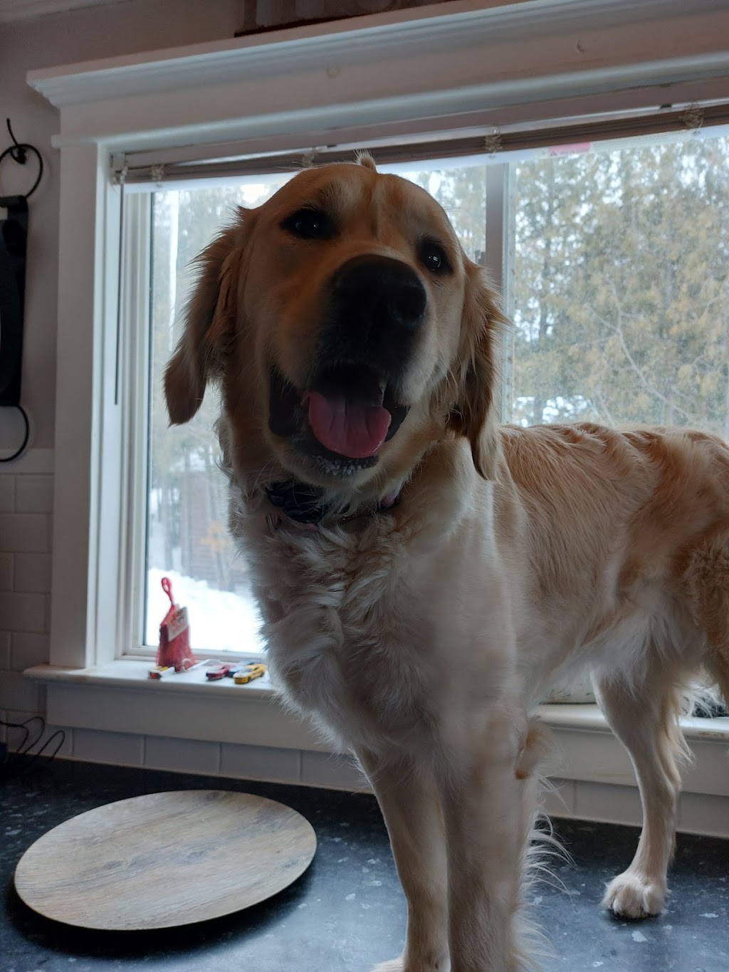 Lakeside Golden Retrievers | 2369 Selwyn Bay Ln, Lakefield, ON K0L 2H0, Canada | Phone: (705) 957-4567