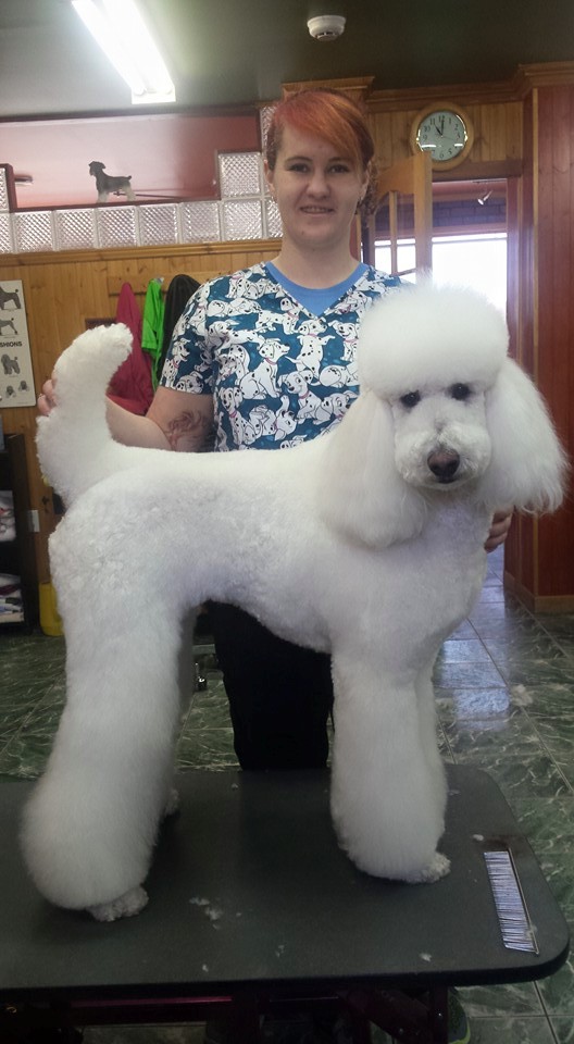 Cutting Edge K9 Pet Grooming | 1119 Goderich St #7, Port Elgin, ON N0H 2C3, Canada | Phone: (519) 386-4063