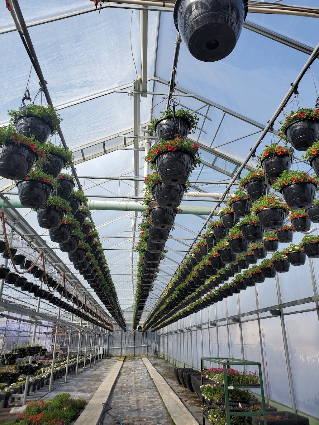 High Q Greenhouses ( 2021) Ltd. | 55431 rr 262, AB T8R 0W7, Canada | Phone: (780) 939-7490