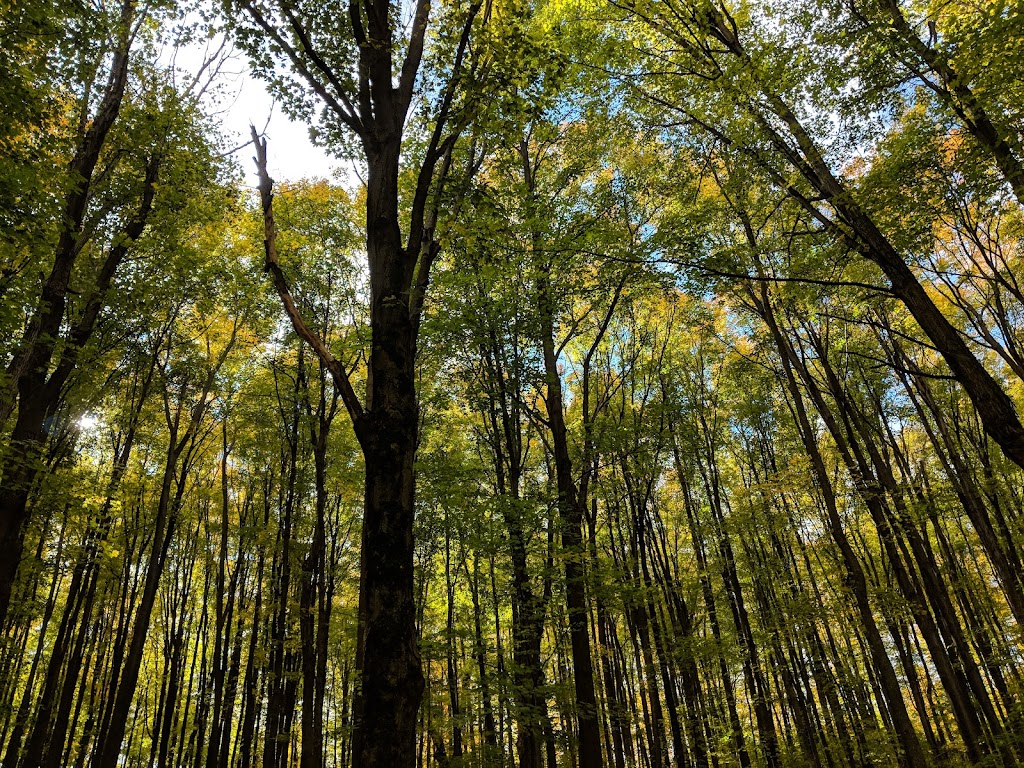 Festival des Couleurs de Rigaud | 5 Rue Pagé, Rigaud, QC J0P 1P0, Canada | Phone: (450) 451-0873